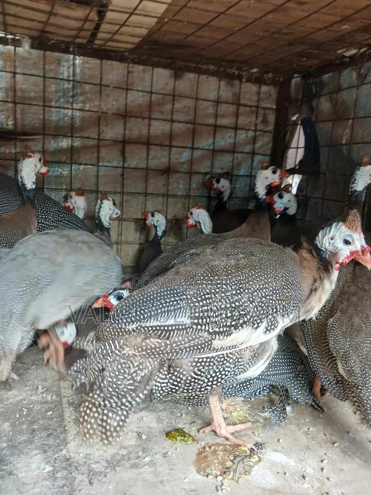 Guinea Folws Ready for Sale