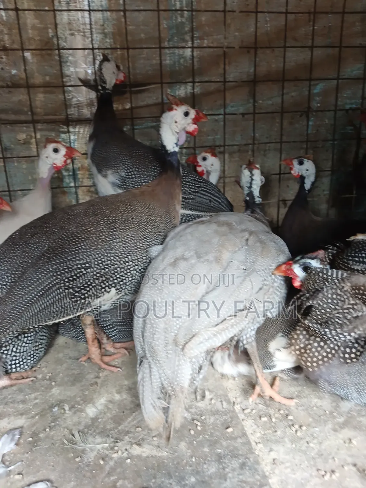 Guinea Folws Ready for Sale