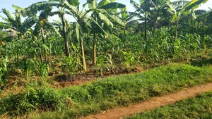 Plots on Sale in Kiwebwa