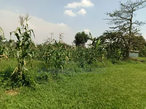 Plots on Sale in Kitukutwe