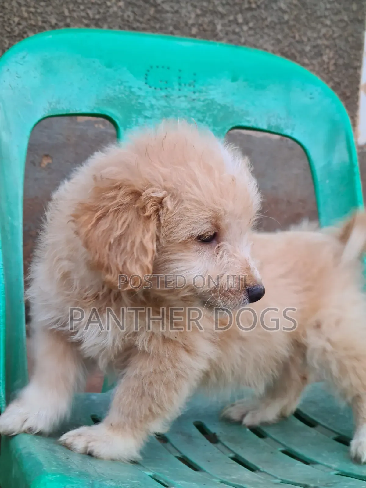 1-3 months Male Purebred Maltese
