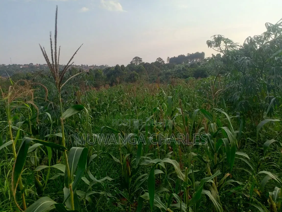 Land on Sale in Kiwebwa Semuto Road