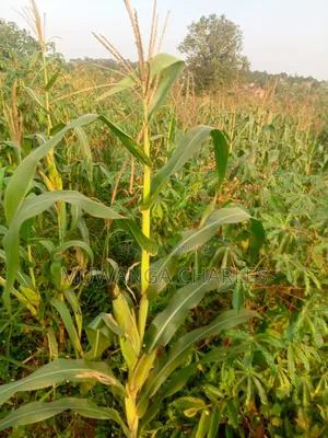 Land on Sale in Kiwebwa Semuto Road