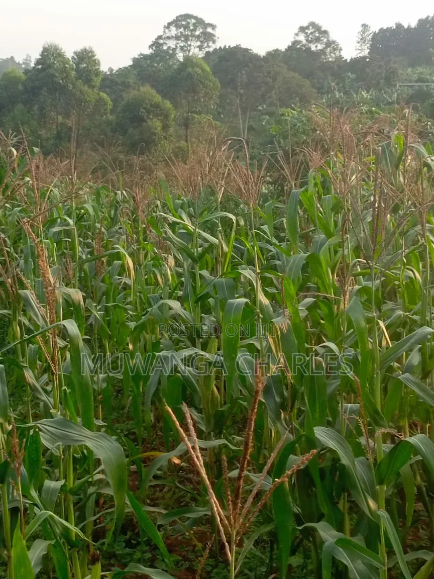 Land on Sale in Kiwebwa Semuto Road