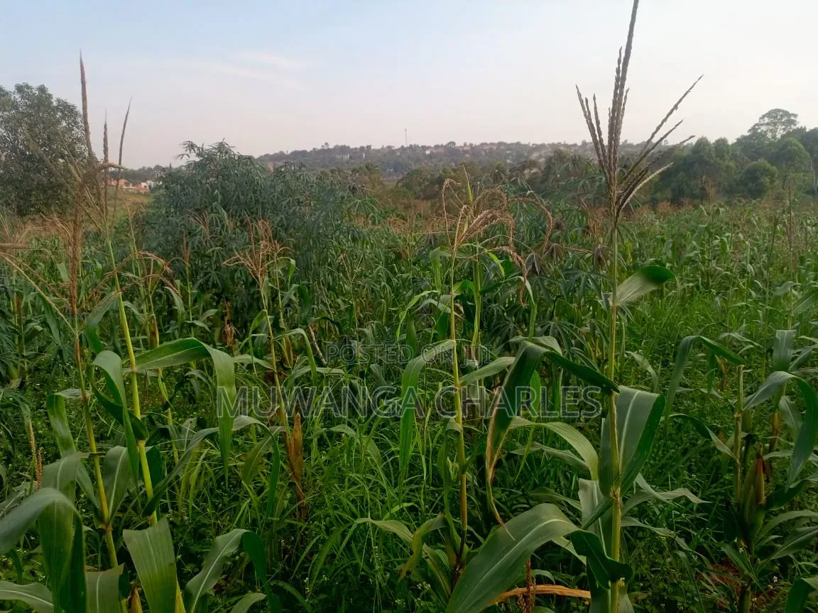 Land on Sale in Kiwebwa Semuto Road