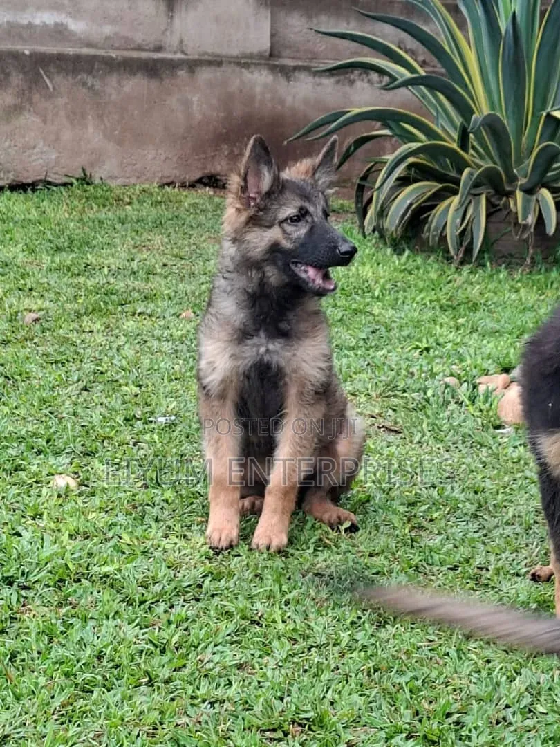 3-6 months Female Purebred German Shepherd