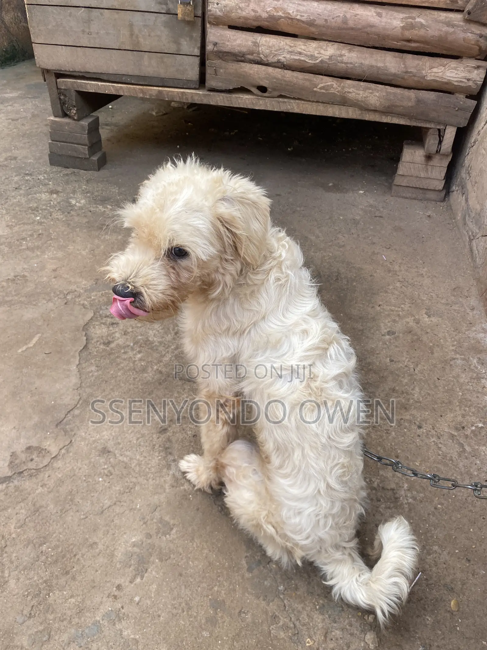 3-6 months Male Purebred Maltese