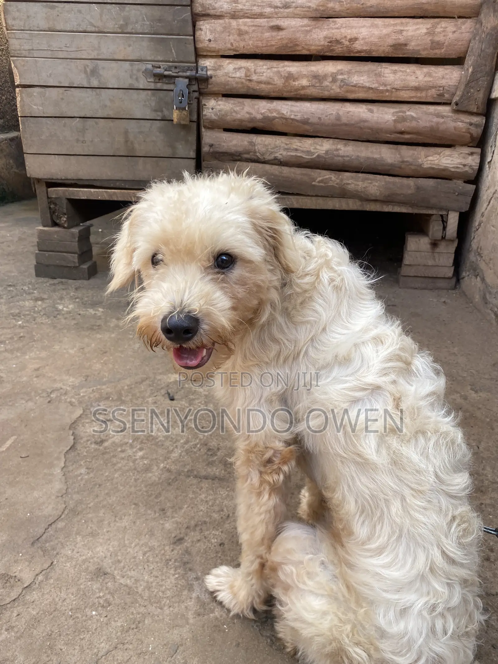 3-6 months Male Purebred Maltese