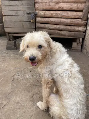 3-6 months Male Purebred Maltese