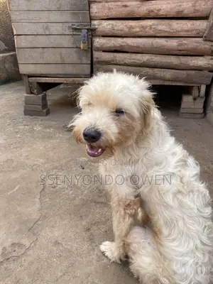 3-6 months Male Purebred Maltese
