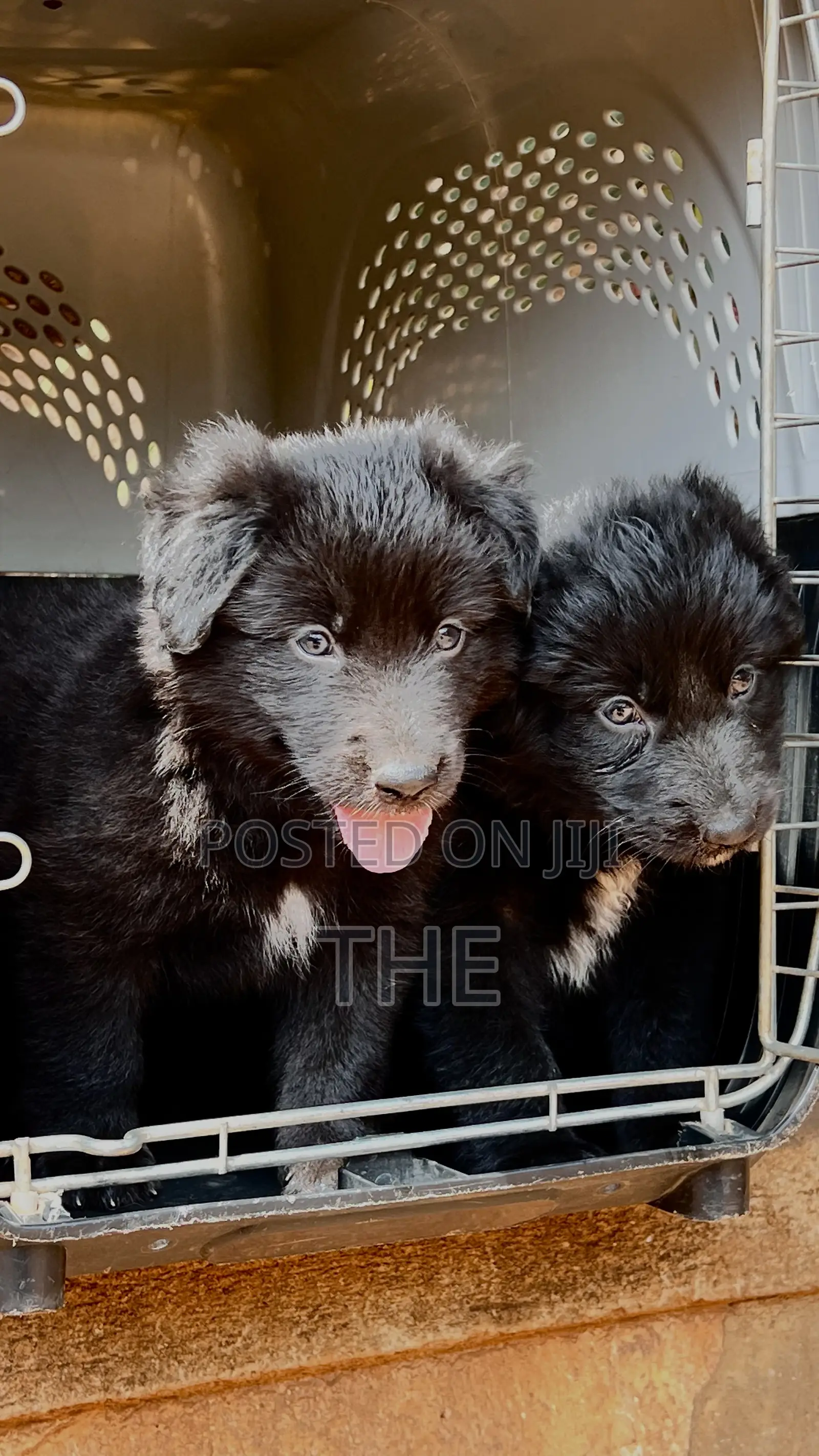 1-3 months Female Purebred German Shepherd
