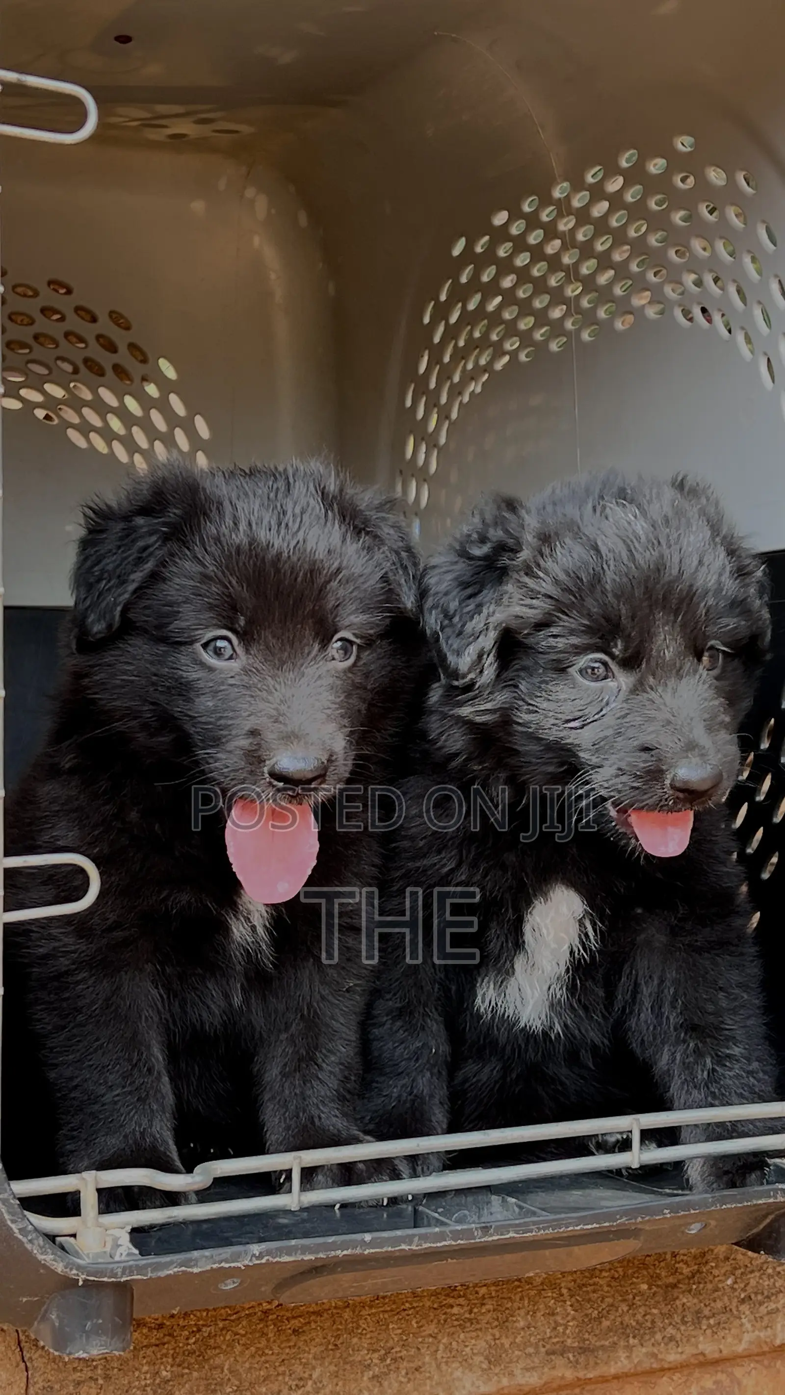 1-3 months Female Purebred German Shepherd