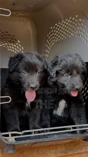 1-3 months Female Purebred German Shepherd