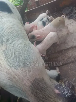 Pigs on Sale