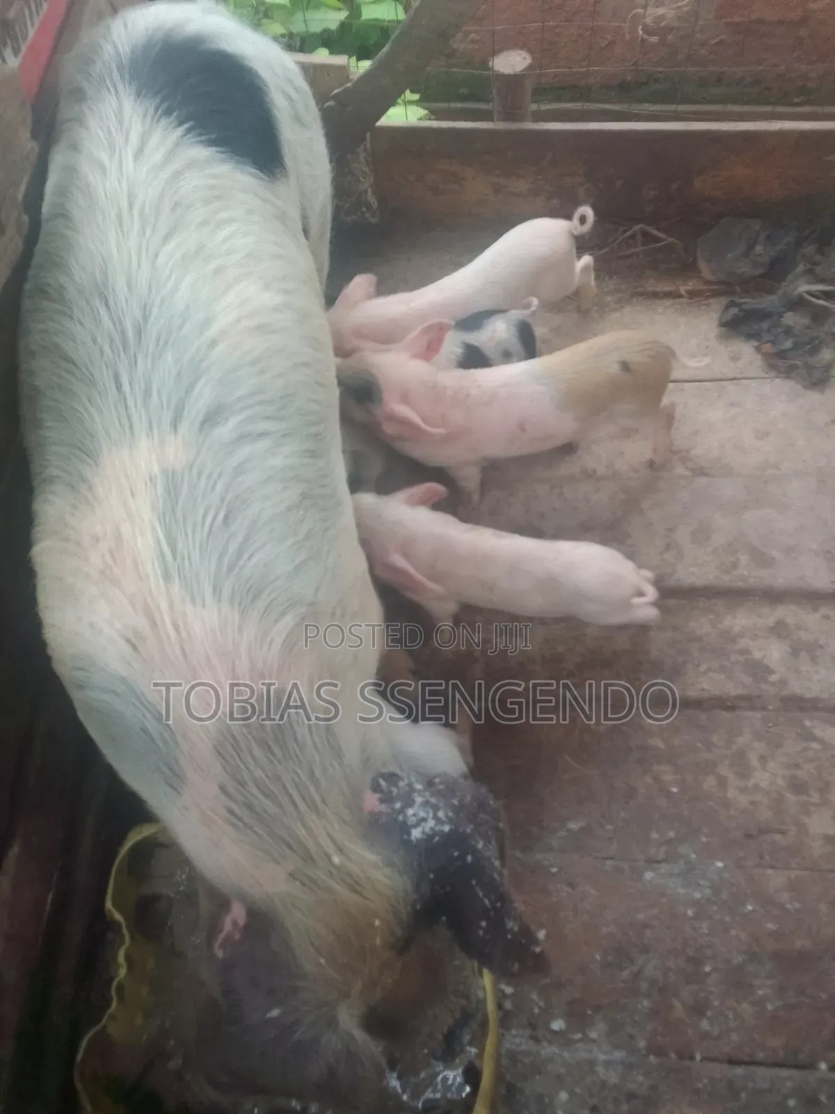 Pigs on Sale