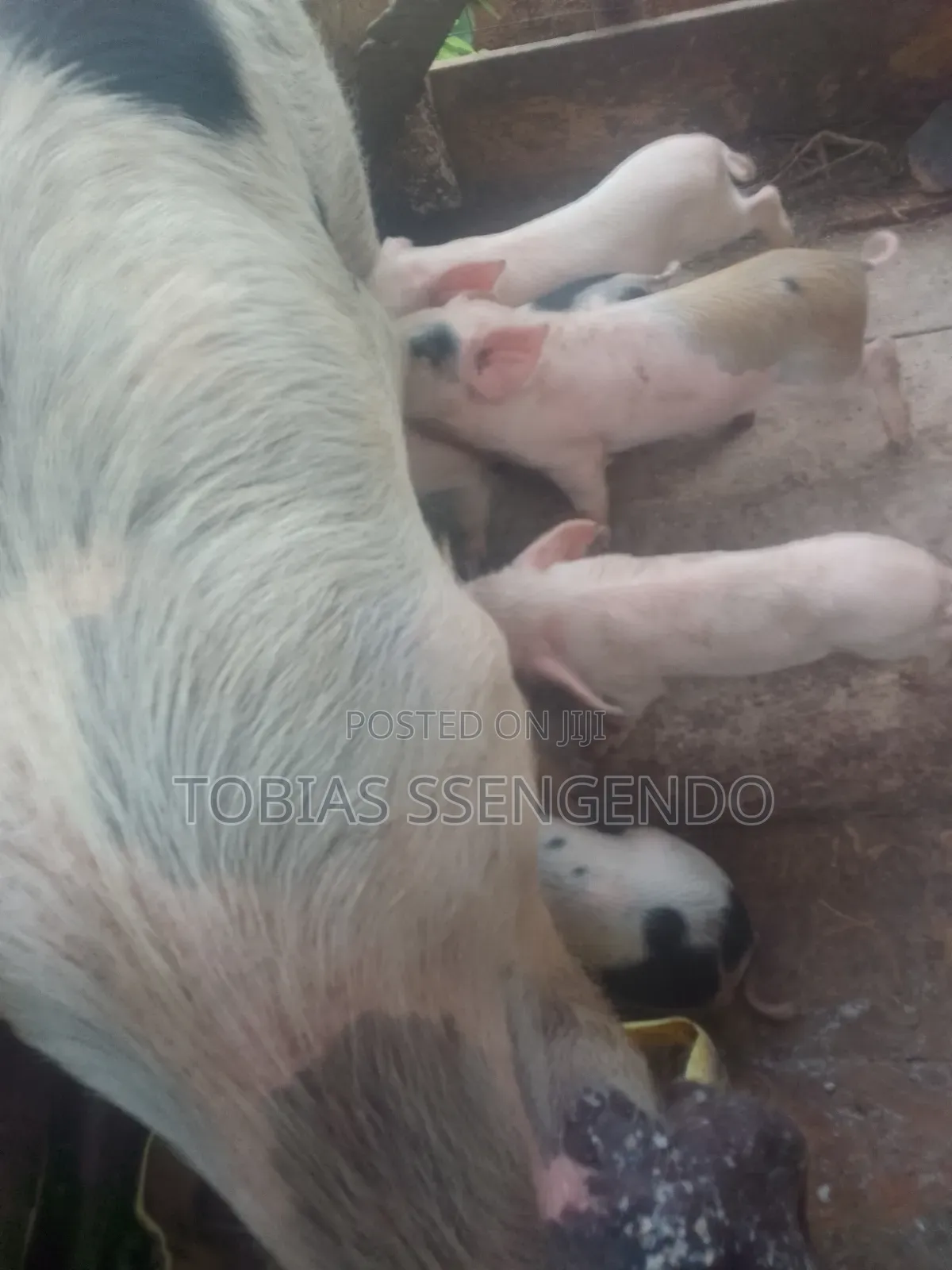 Pigs on Sale
