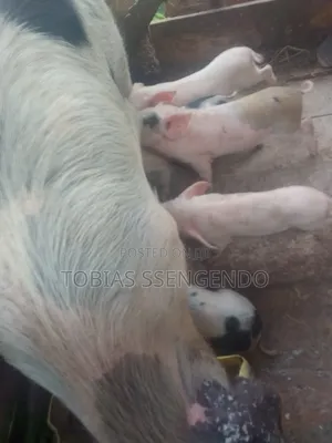 Pigs on Sale