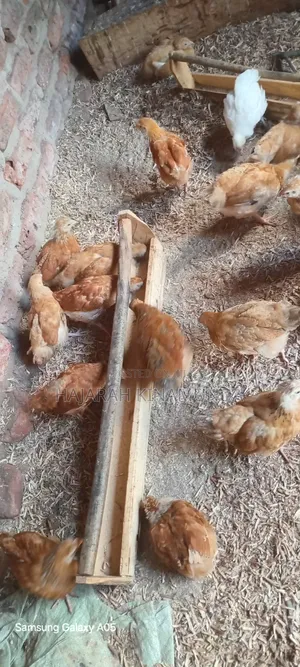 Broilers and Sasso