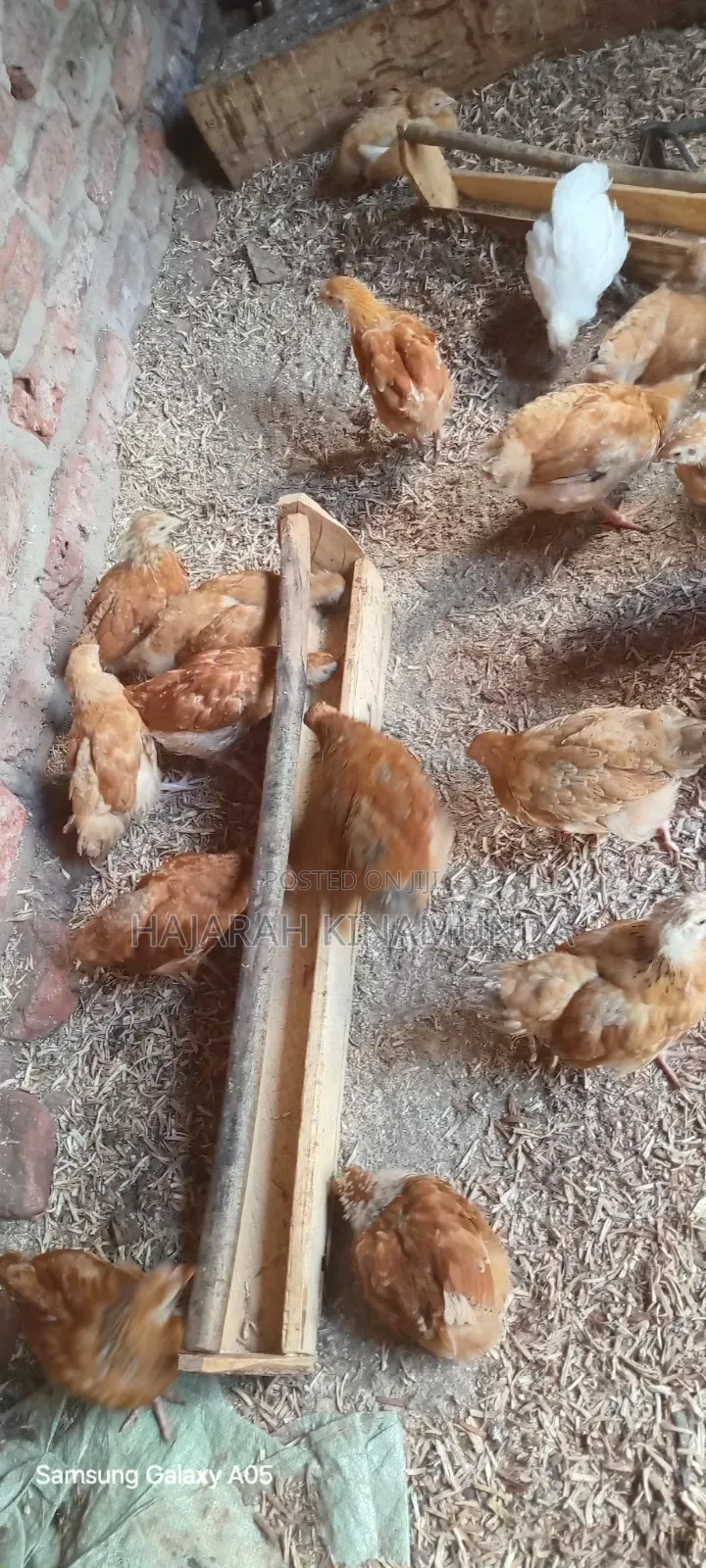Broilers and Sasso