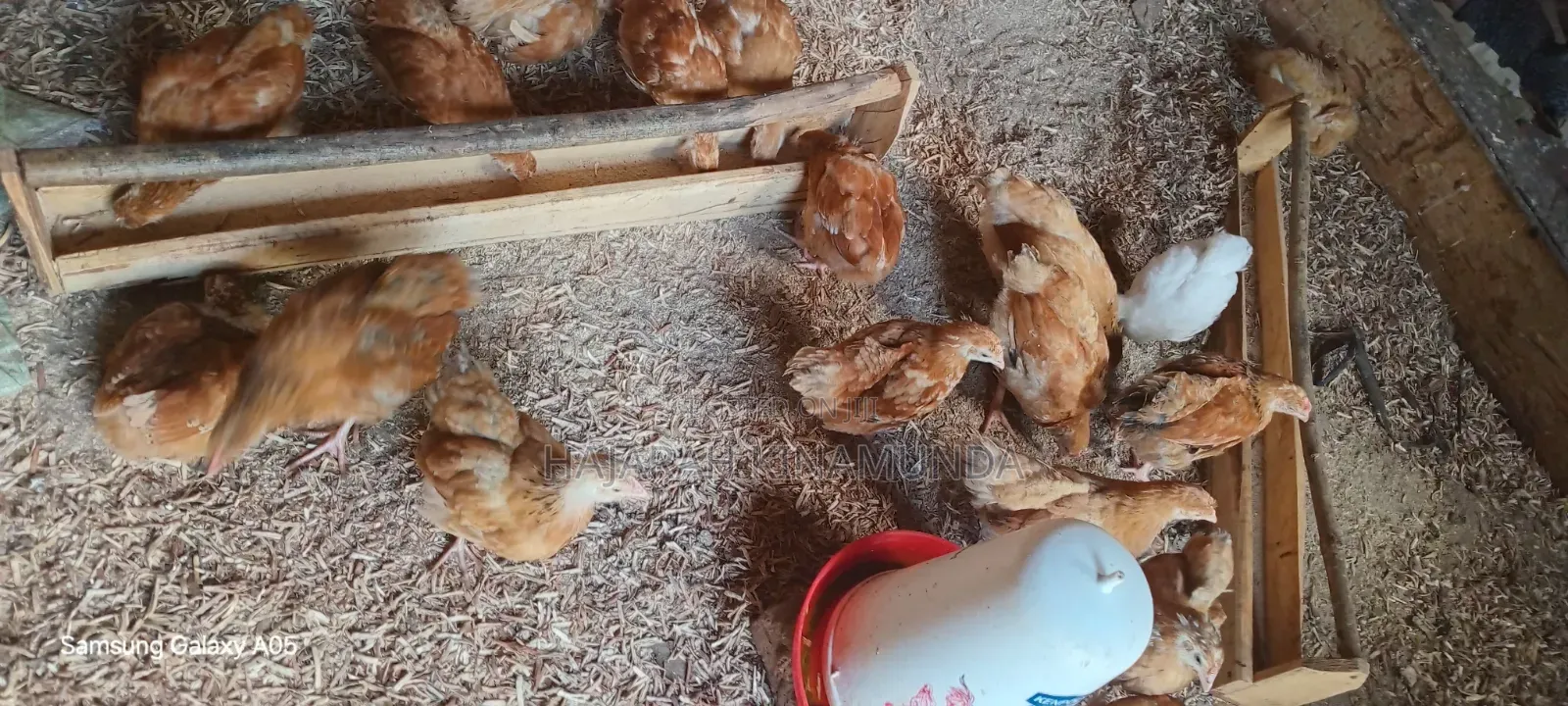 Broilers and Sasso