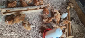 Broilers and Sasso