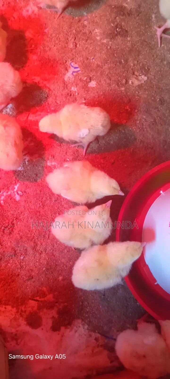 Broilers and Sasso