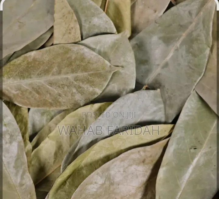 Soursop Leaves