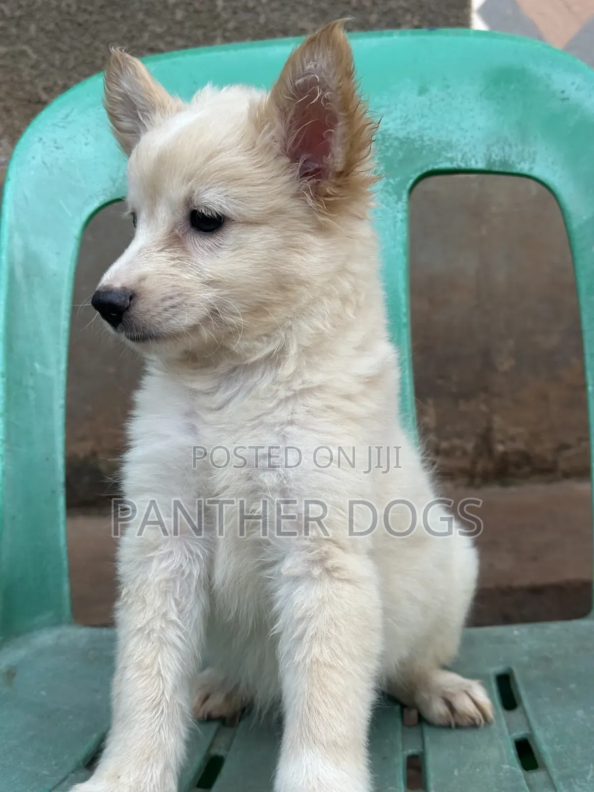 1-3 months Female Purebred Japanese Spitz