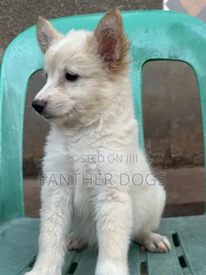 1-3 months Female Purebred Japanese Spitz