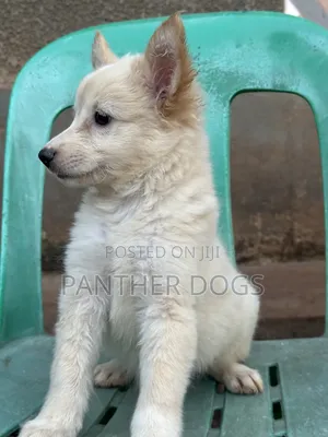 1-3 months Female Purebred Japanese Spitz