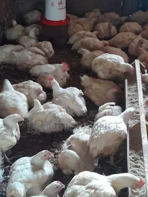 Mulungi Poultry