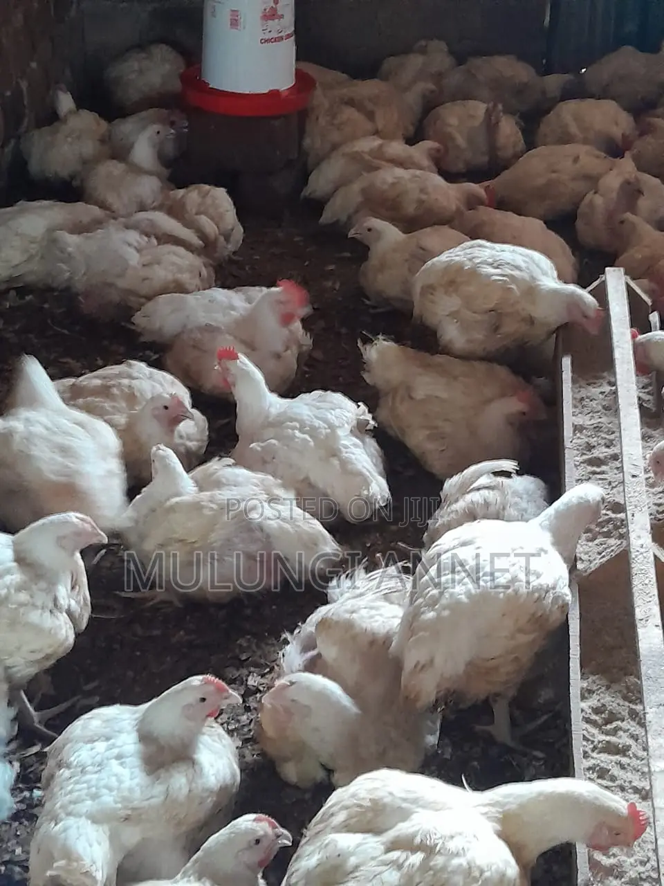Mulungi Poultry