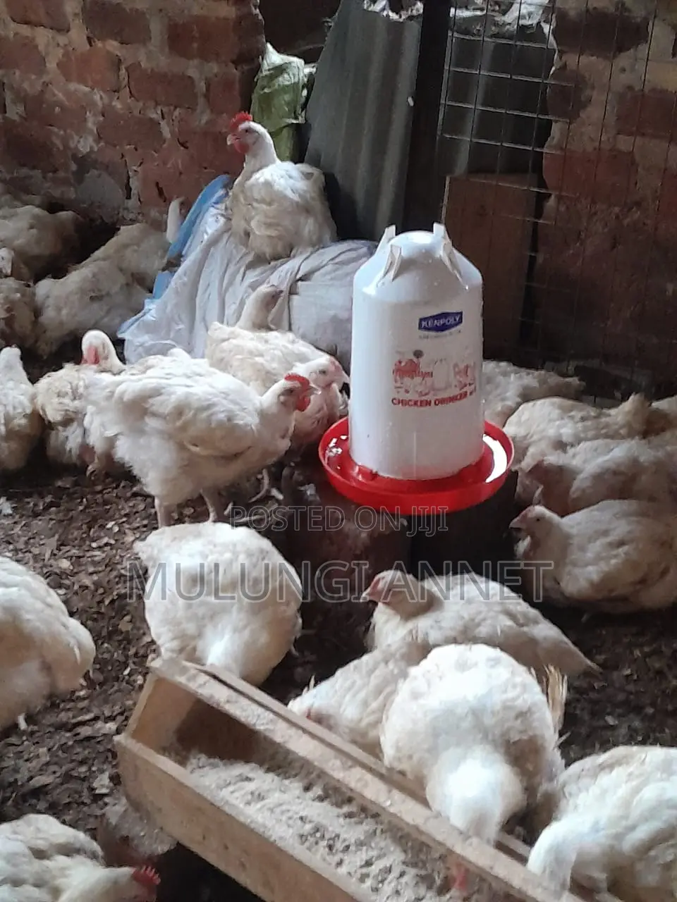 Mulungi Poultry