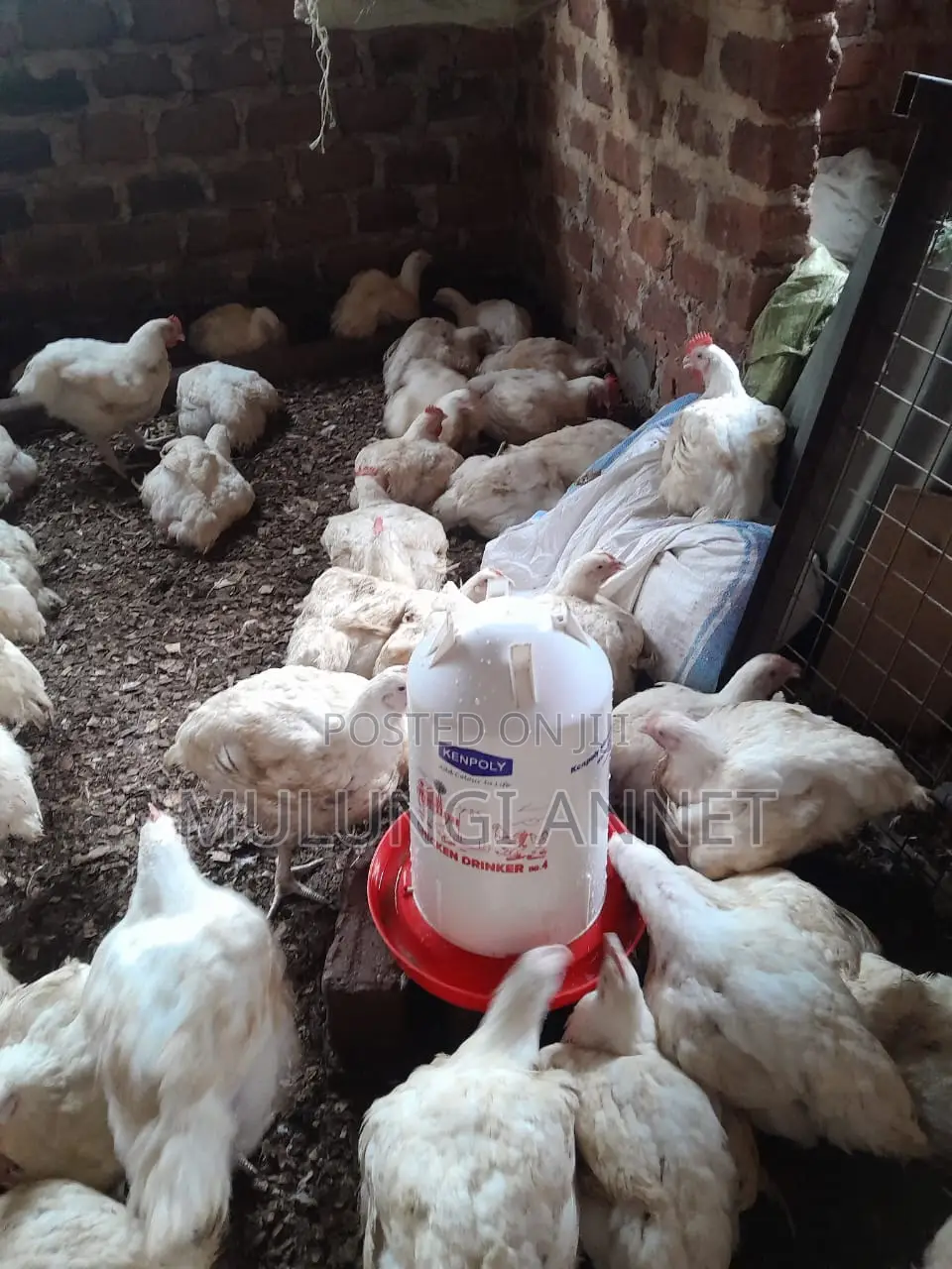 Mulungi Poultry
