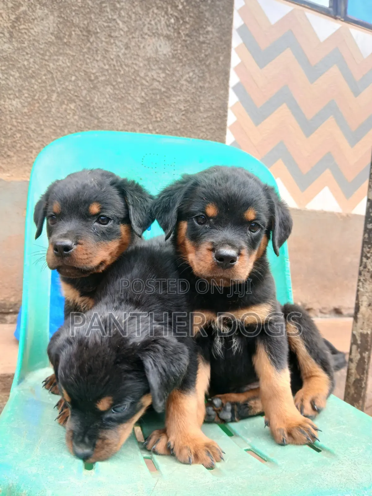 1-3 months Male Purebred Rottweiler