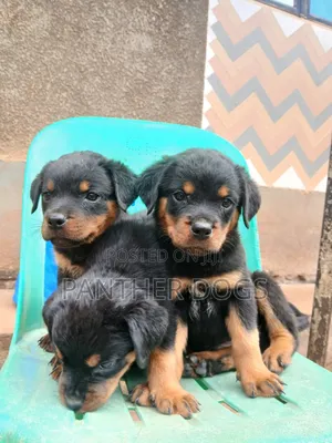 1-3 months Male Purebred Rottweiler