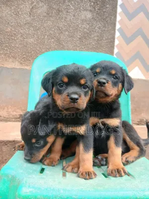 1-3 months Male Purebred Rottweiler