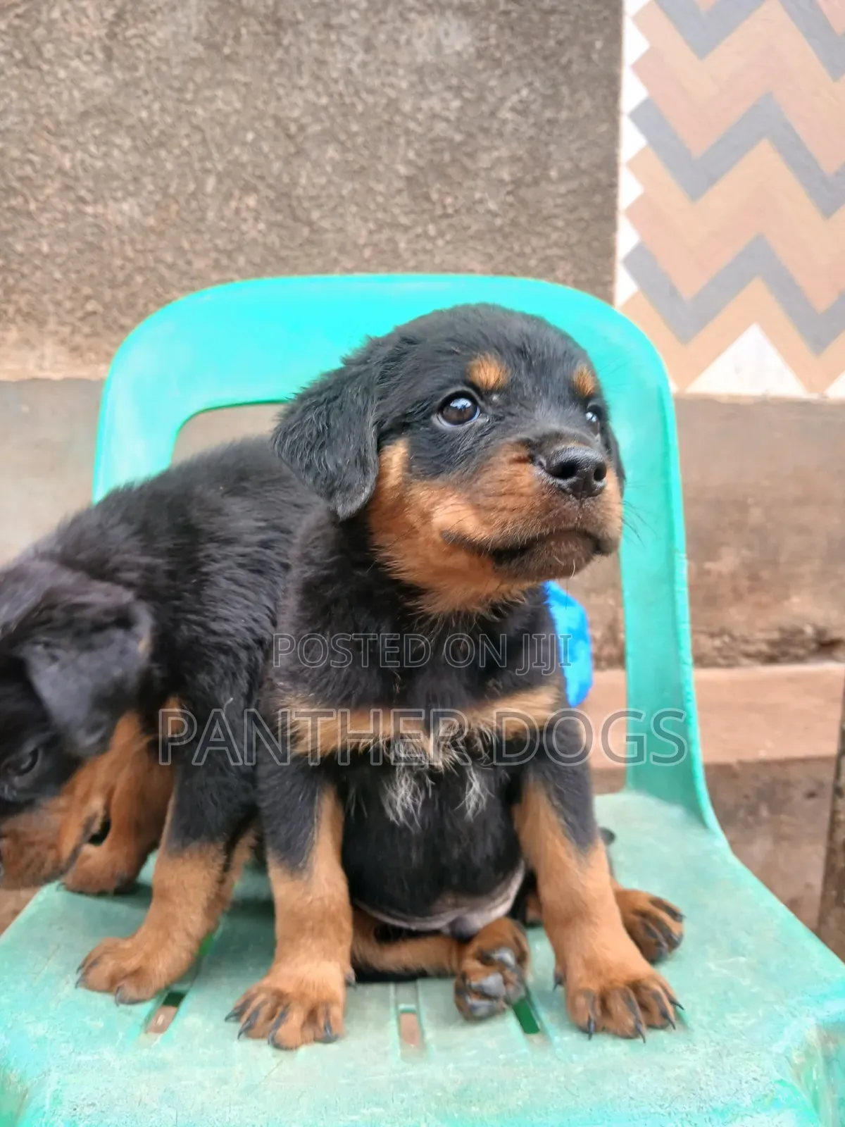 1-3 months Male Purebred Rottweiler
