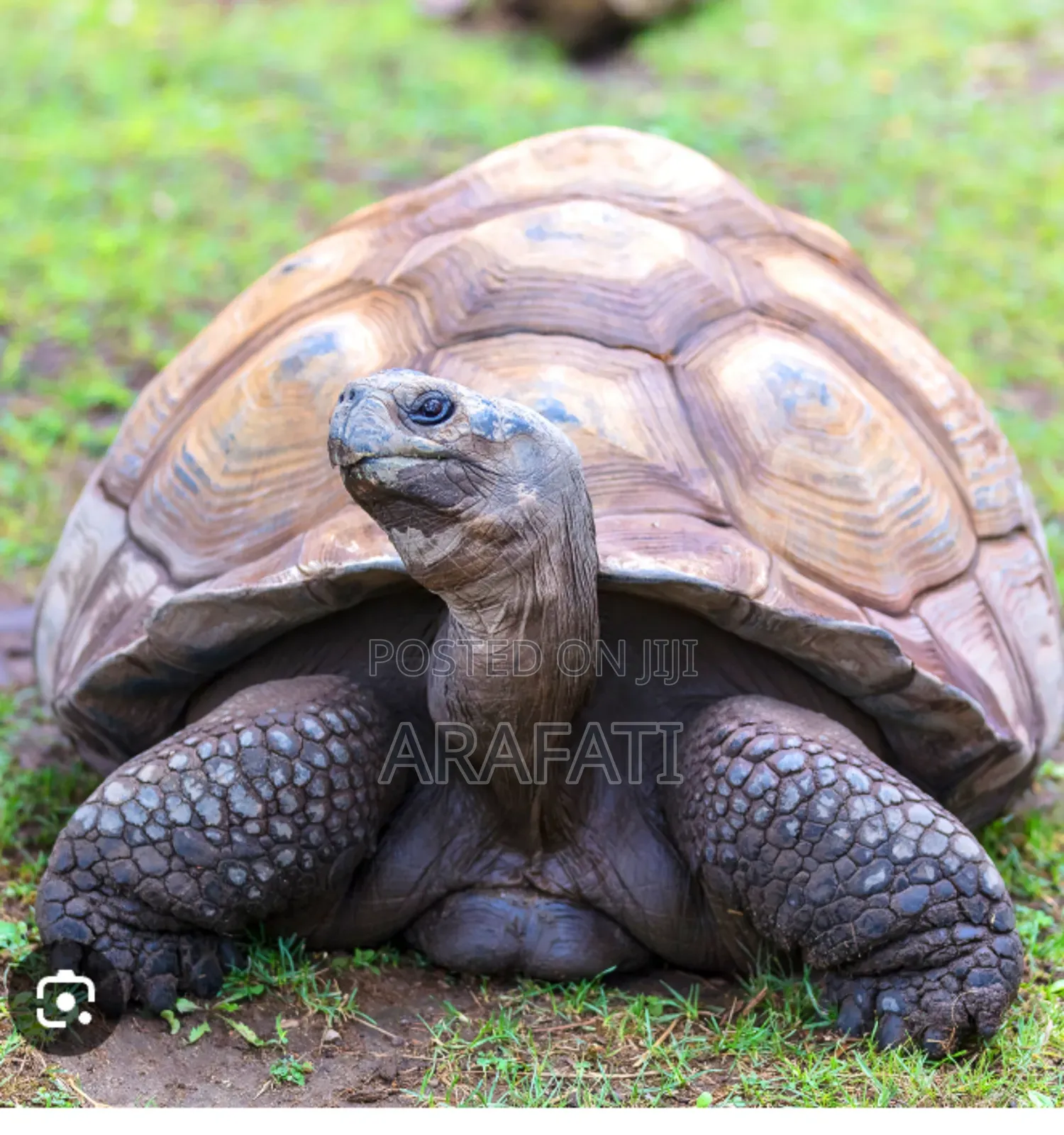 A Pet Known as a Pet