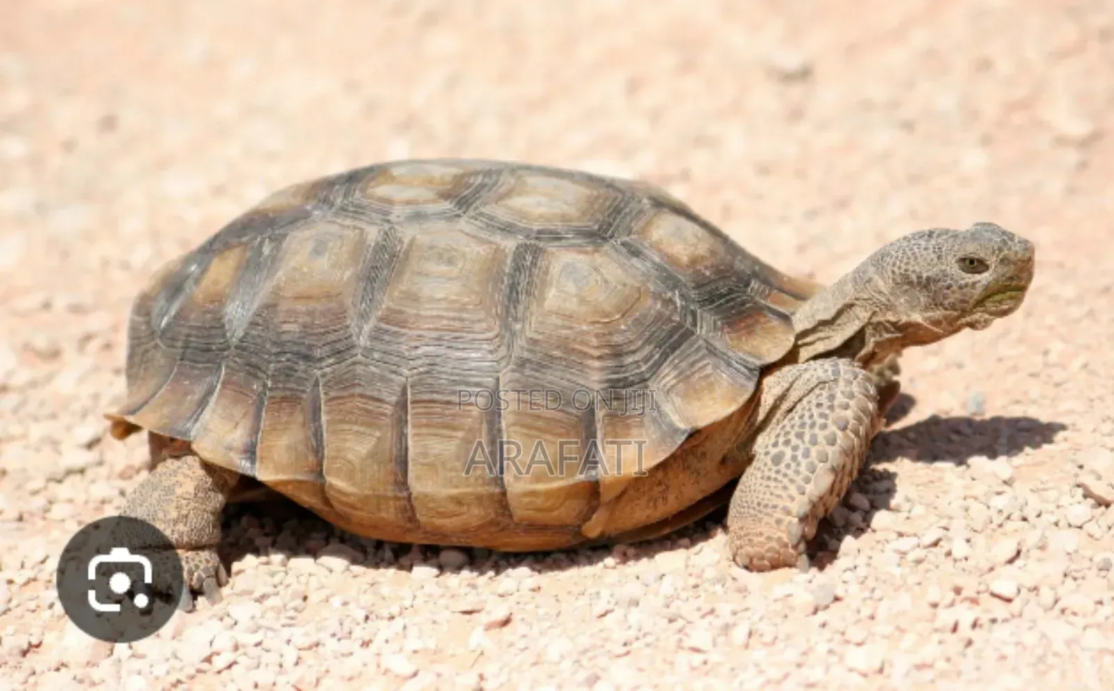 A Pet Known as a Pet