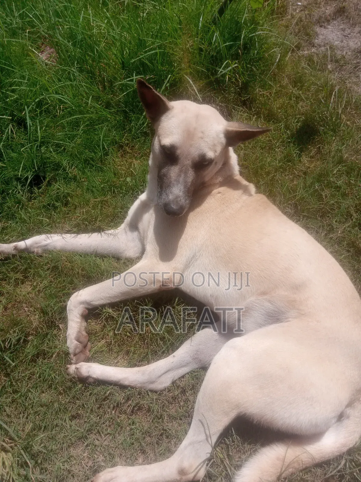 1+ year Male Mixed Breed Pointer
