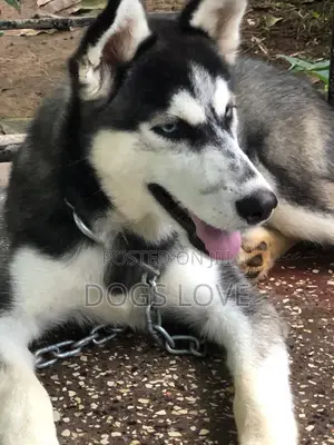 6-12 months Male Purebred Siberian Husky
