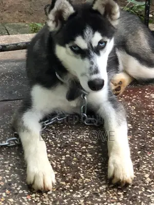 6-12 months Male Purebred Siberian Husky