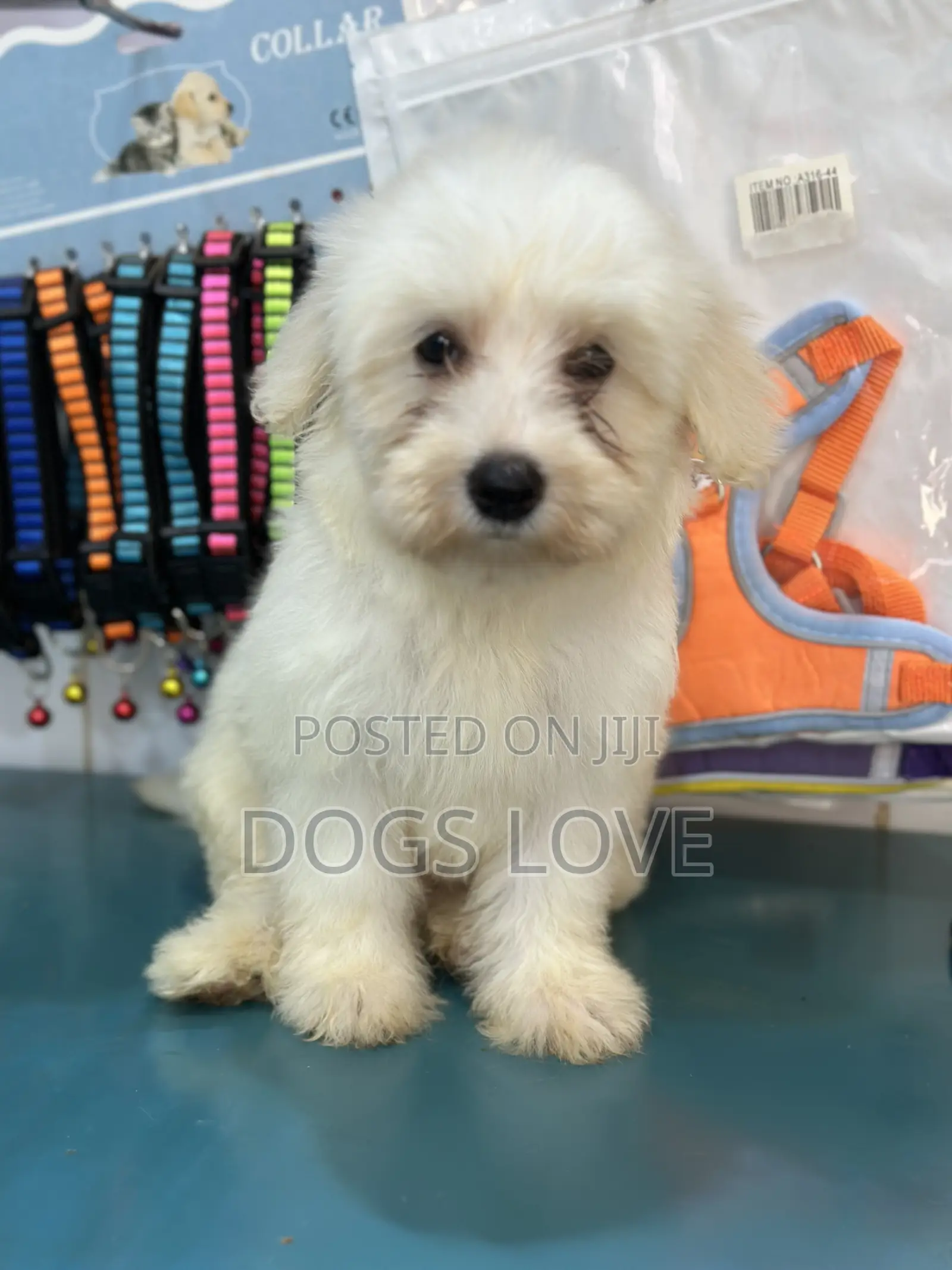 1-3 months Female Purebred Maltese