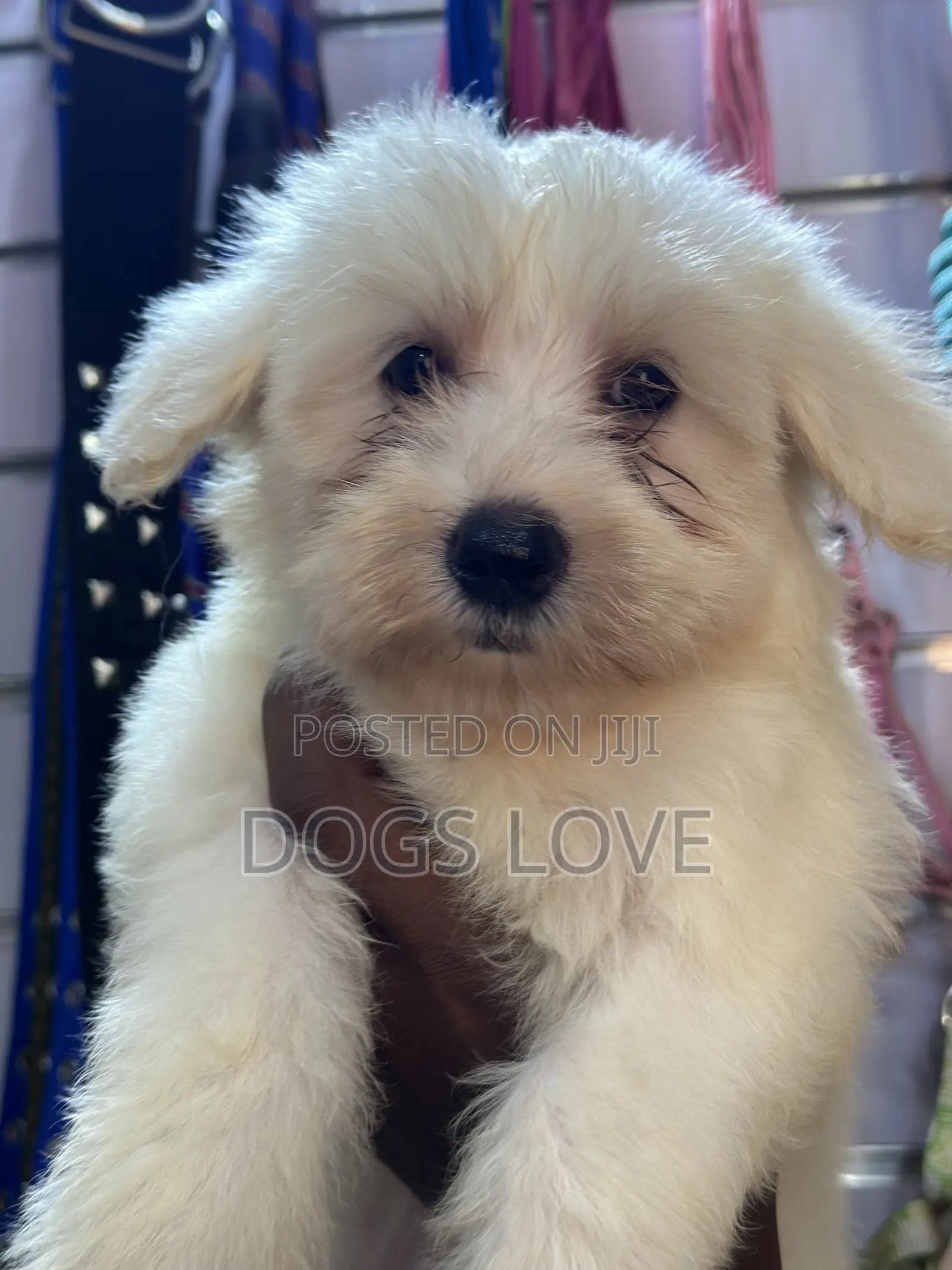 1-3 months Female Purebred Maltese