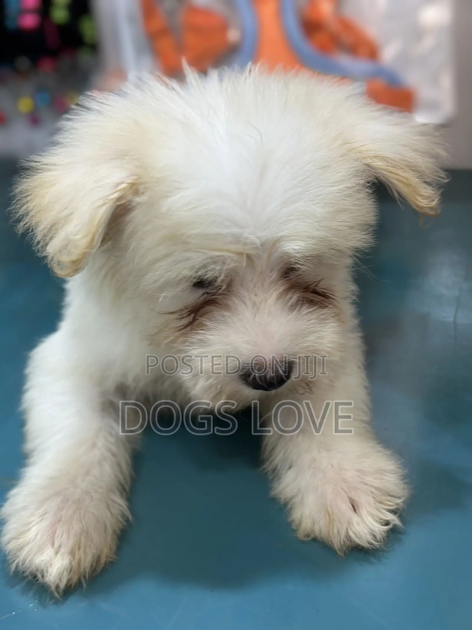 1-3 months Female Purebred Maltese