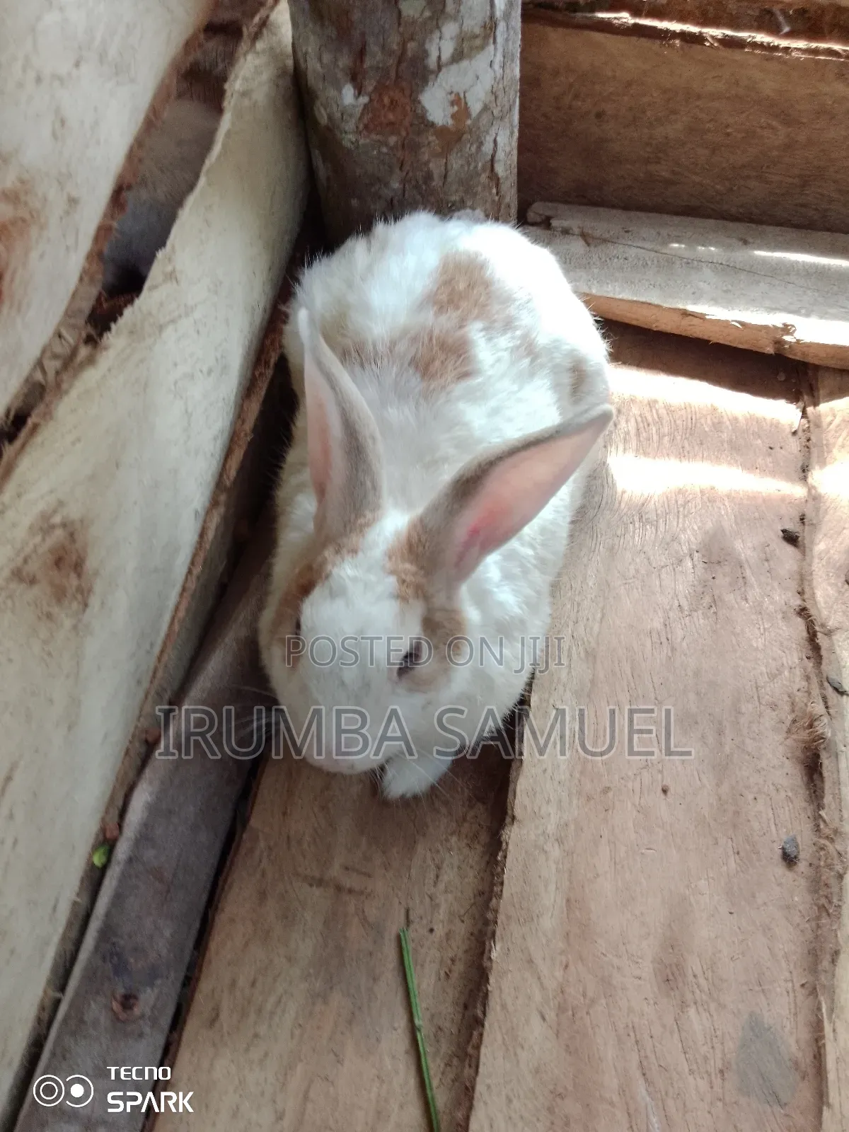 Giant Local Rabbits From Our Great Soils in Uganda.