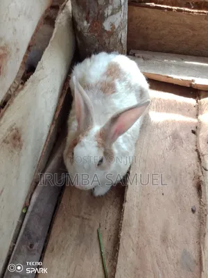 Giant Local Rabbits From Our Great Soils in Uganda.
