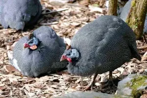 Selling Guinea Fowl