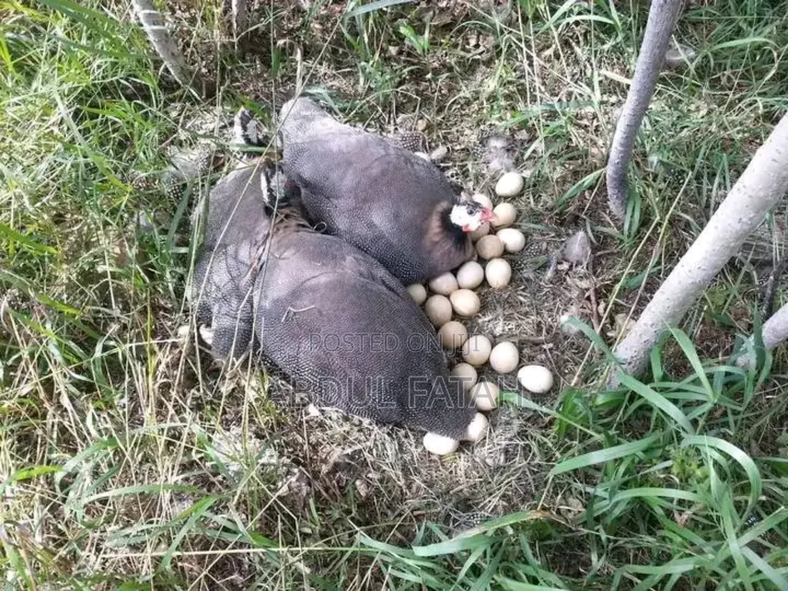 Selling Guinea Fowl